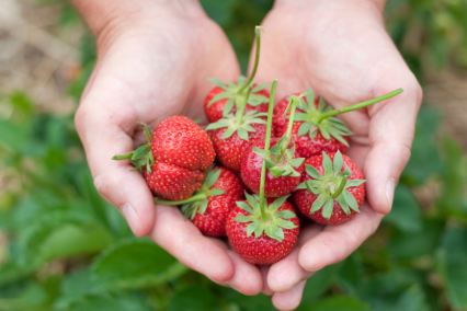 First vertical strawberry farm in the UAE